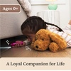 image:imageGUND Forever Friends Philbin Classic Teddy Bear As Seen on The View Premium Stuffed Animal for Ages 0 and Up Chocolate Brown 12Muttsy
